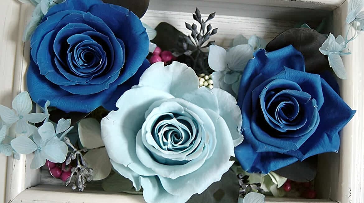 Blue Rose